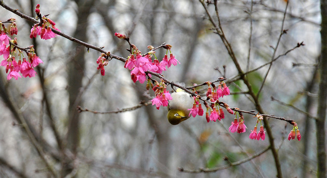 櫻花與鳥(niǎo)