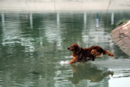狗