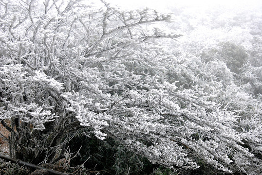 雪松