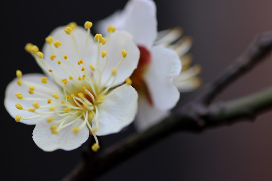 花卉素材