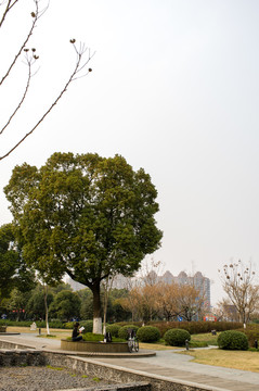 遠(yuǎn)處看書的女人