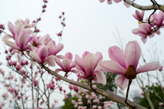 紫玉蘭 花枝