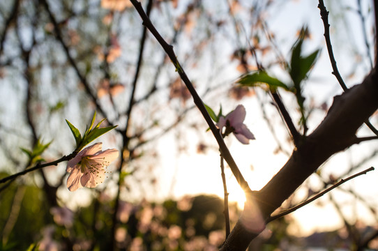 夕陽下的桃花