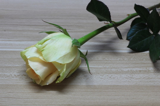 香檳玫瑰