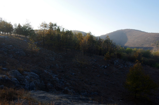 秋樹山坡