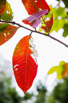 紅葉
