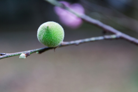 春桃