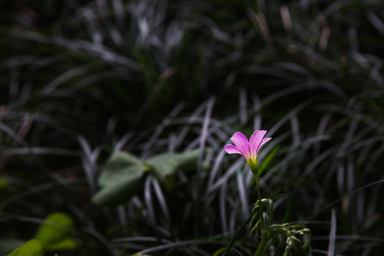 小花