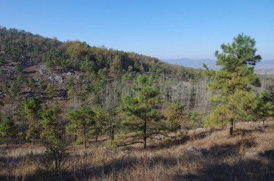 山谷馬尾松