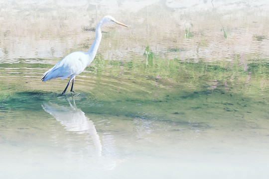 海鳥白鷺