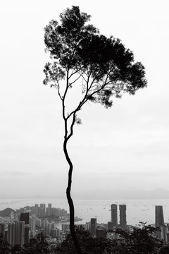 樹