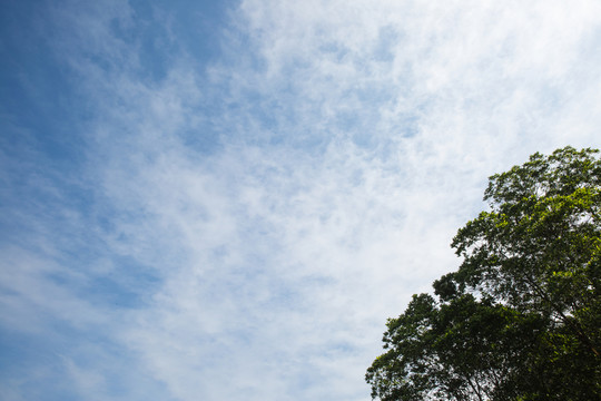 樹(shù)和天空