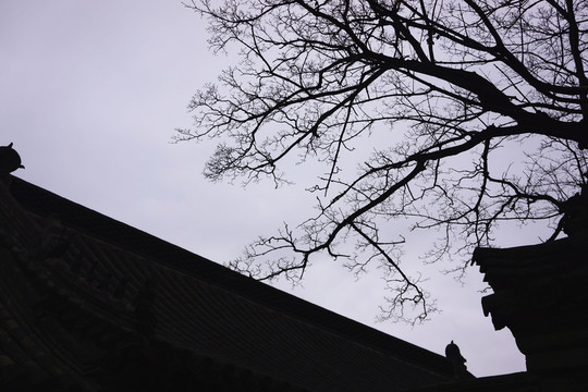 古建 樹枝剪影
