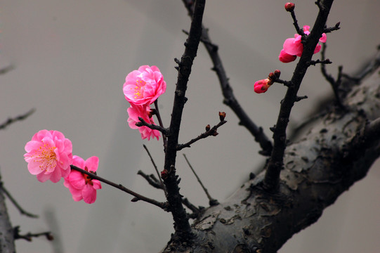 梅花