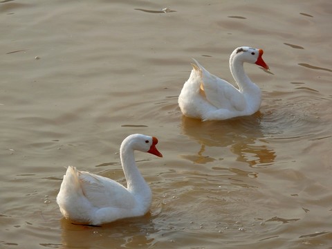 兩只鵝