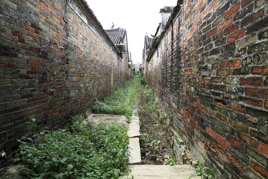 荒廢小道 野草