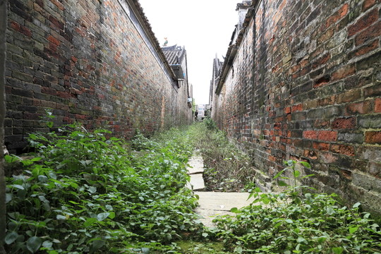 荒廢小道 野草