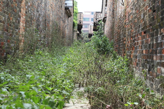 荒廢小道 野草
