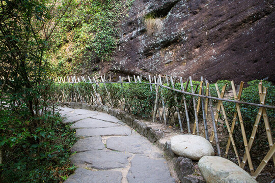 武夷山巖茶園 大紅袍茶園