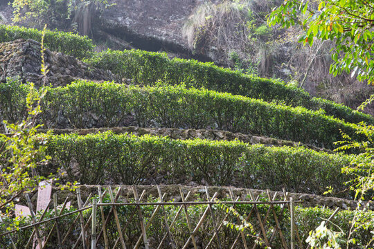 武夷山巖茶園 大紅袍茶園