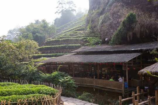 武夷山巖茶園 大紅袍茶園