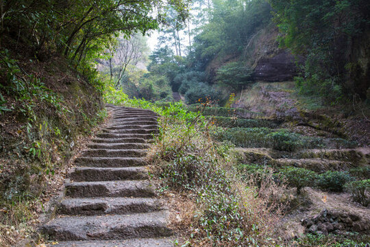 武夷山景區(qū)小路 林蔭小道