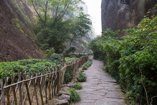 武夷山景區(qū)小路 林蔭小道