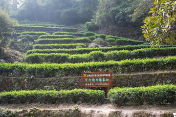 武夷山巖茶園 大紅袍茶園