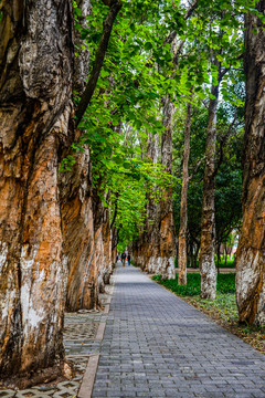 林蔭小路