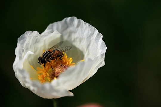 野生白芍藥