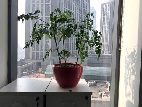 幸福樹