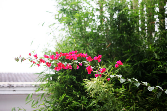 三角梅花