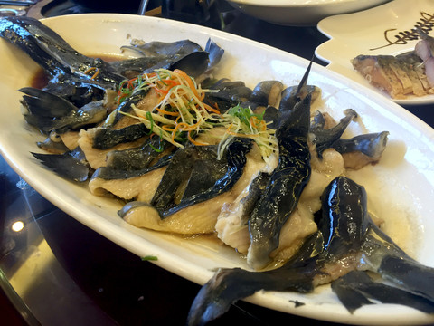 鴨嘴魚