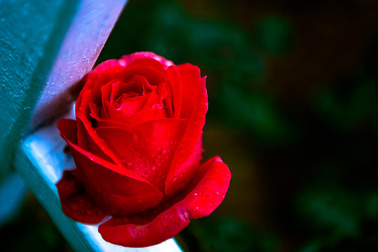 玫瑰花