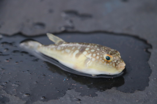 河豚