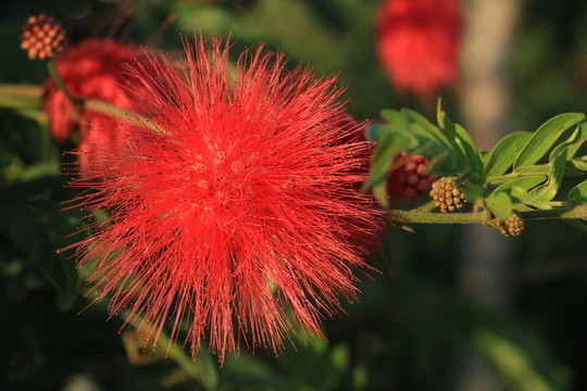 朱纓花