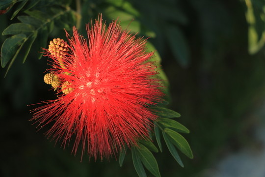 朱纓花