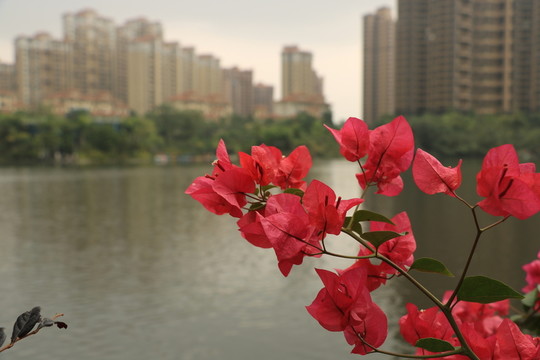 養(yǎng)生小區(qū)
