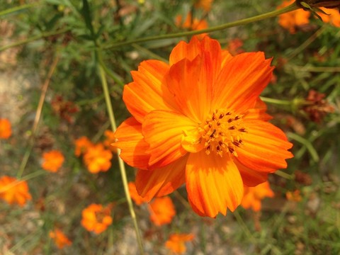 花兒