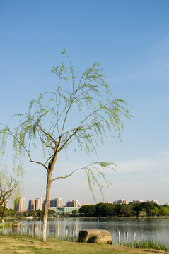 春天的公園