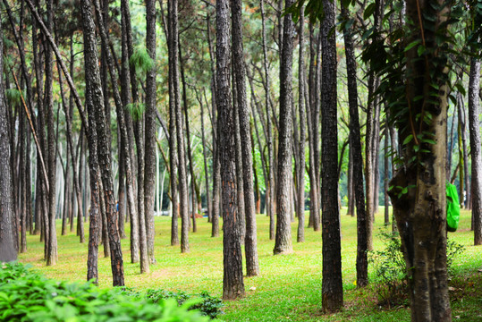 公園松樹林