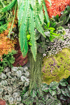 室內(nèi)植物墻