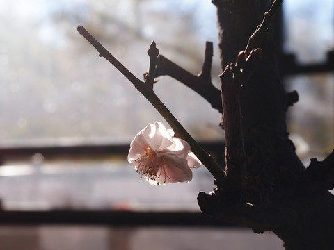 一朵梅花