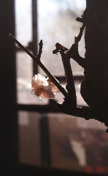 梅花