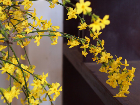 迎春花