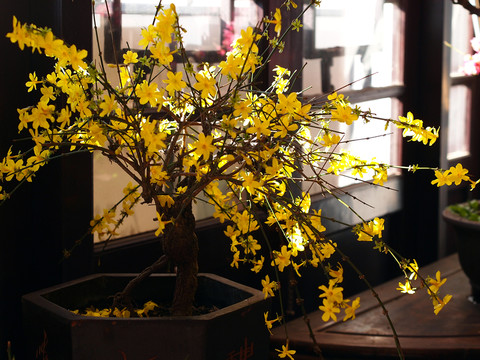 迎春花