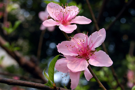 桃花