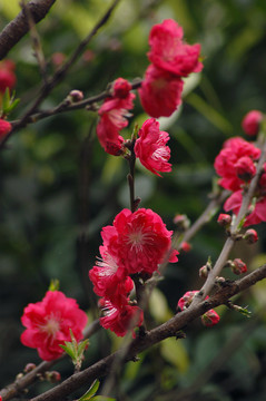 桃花