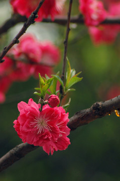 桃花