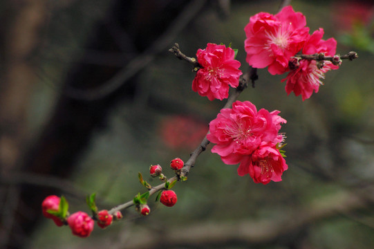 桃花